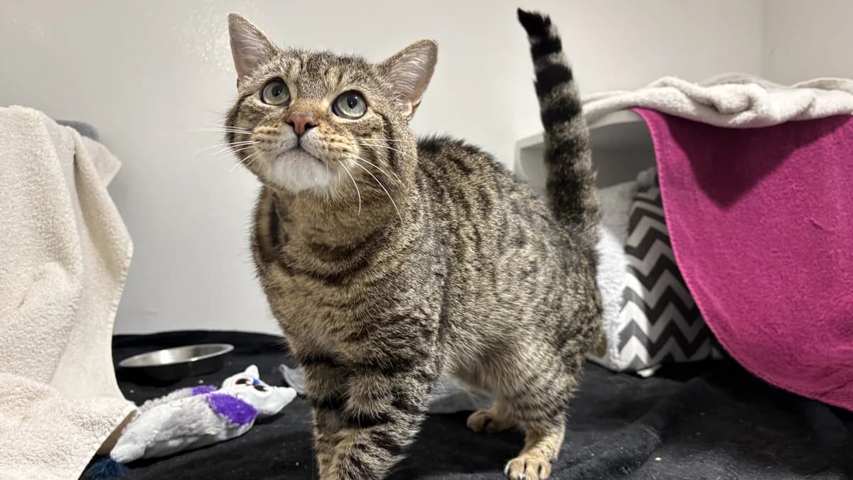 Alfred, male senior mixed breed for adoption at Battersea Dogs & Cats Home, London