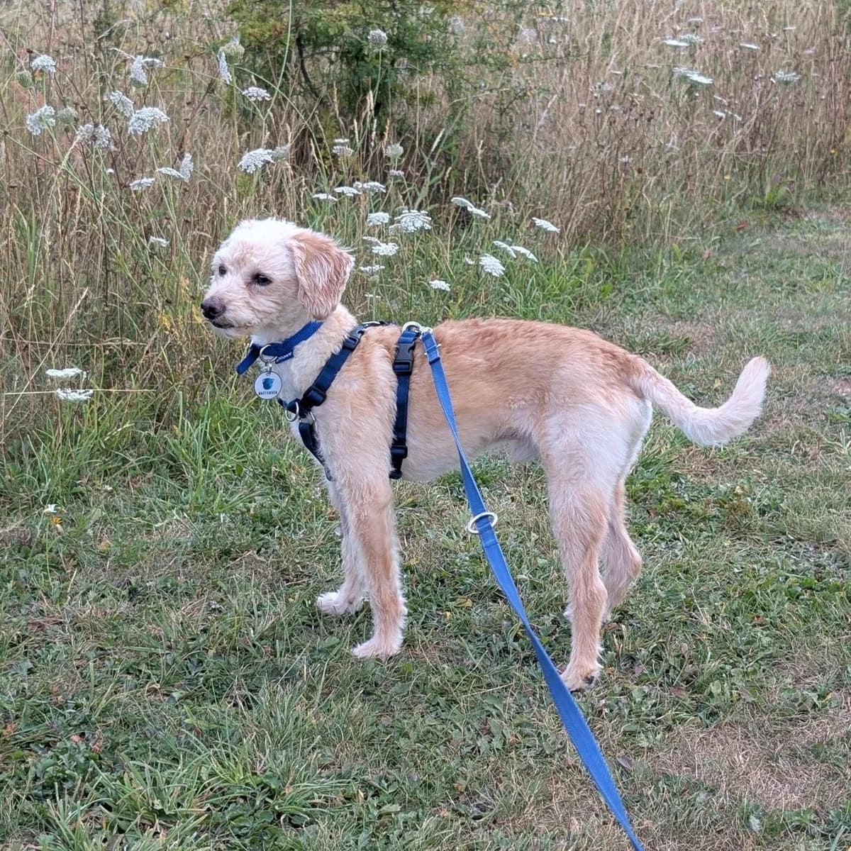 Alfredo, male 4yo Cockapoo for adoption at Battersea Dogs & Cats Home, London