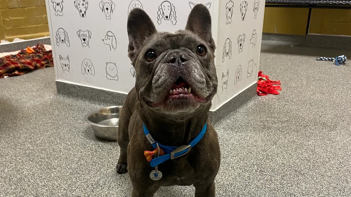 Alizee, female 6yo English Bulldog for adoption at Battersea Dogs & Cats Home, London