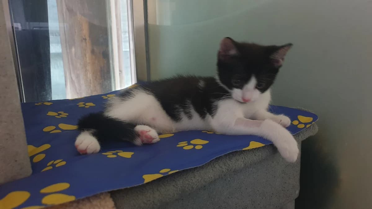 Allegra, female puppy mixed breed for adoption at Battersea Dogs & Cats Home, London