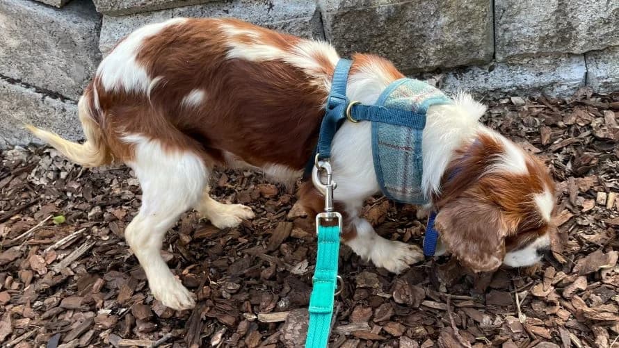 Almond, female 7yo Cavalier King Charles Spaniel for adoption at Battersea Dogs & Cats Home, London