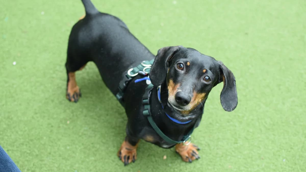 Amigo, male 4yo mixed breed for adoption at Battersea Dogs & Cats Home, London