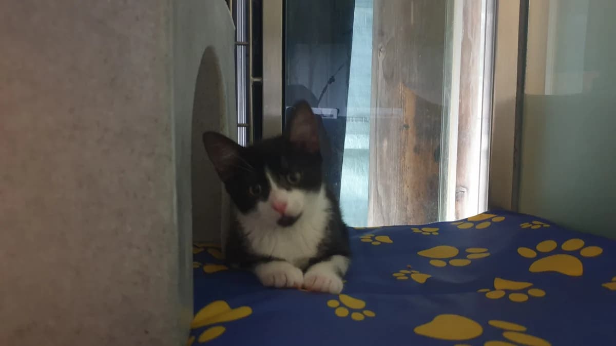 Amina, female puppy mixed breed for adoption at Battersea Dogs & Cats Home, London