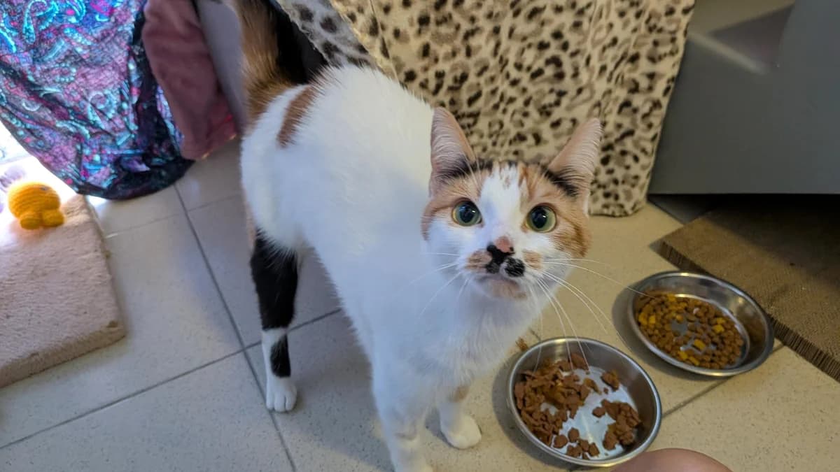 Amy, female young mixed breed for adoption at Battersea Dogs & Cats Home, London