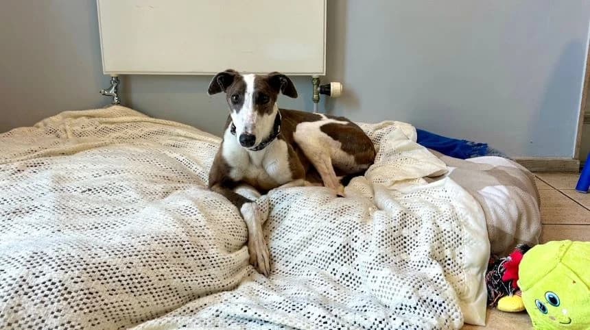 Anna, female 4yo Greyhound for adoption at Battersea Dogs & Cats Home, London