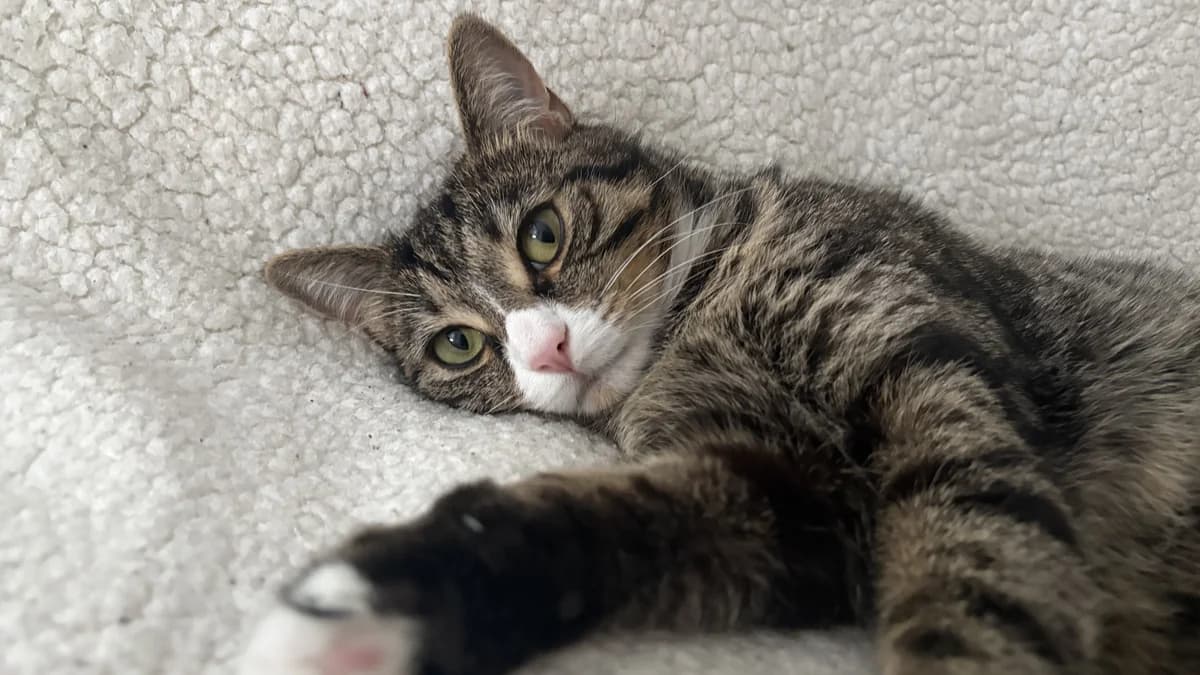 Anum, female 5yo mixed breed for adoption at Battersea Dogs & Cats Home, London
