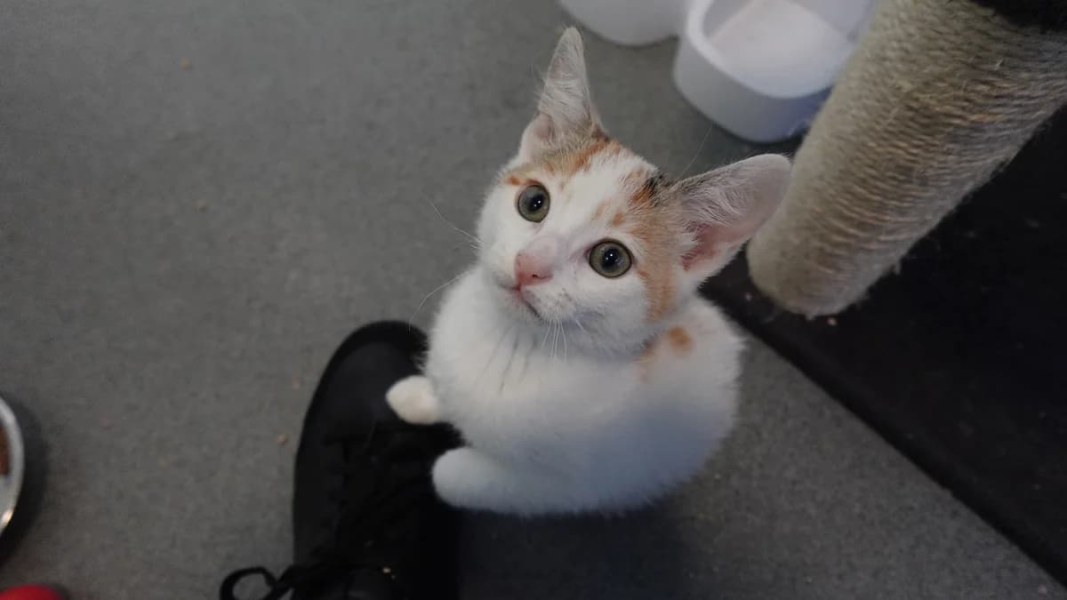 APRICOT, female puppy mixed breed for adoption at Battersea Dogs & Cats Home, London