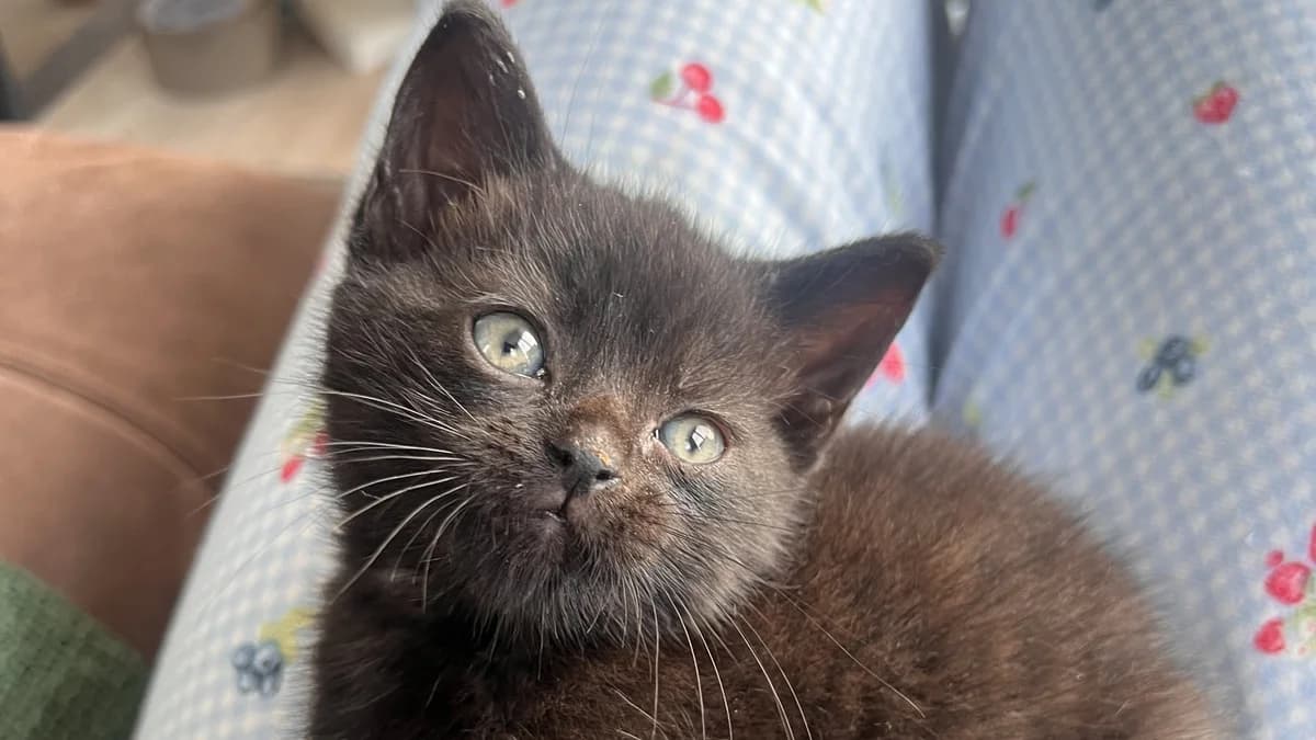 Arabella, female puppy Domestic Shorthair for adoption at Battersea Dogs & Cats Home, London