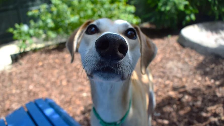 Archie, male young Mixed Breed for adoption at Battersea Dogs & Cats Home, London