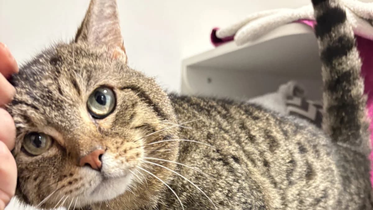 Arthur, male senior mixed breed for adoption at Battersea Dogs & Cats Home, London