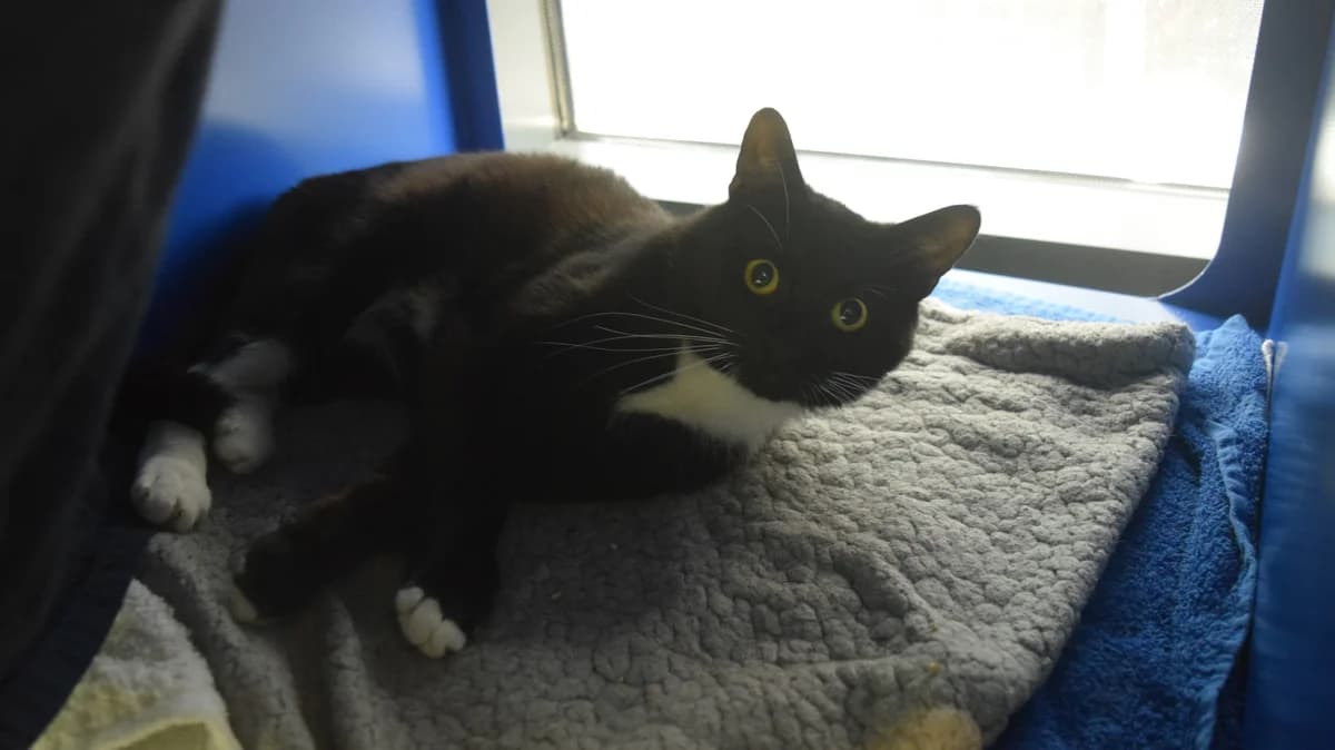 Aurora, male young mixed breed for adoption at Battersea Dogs & Cats Home, London