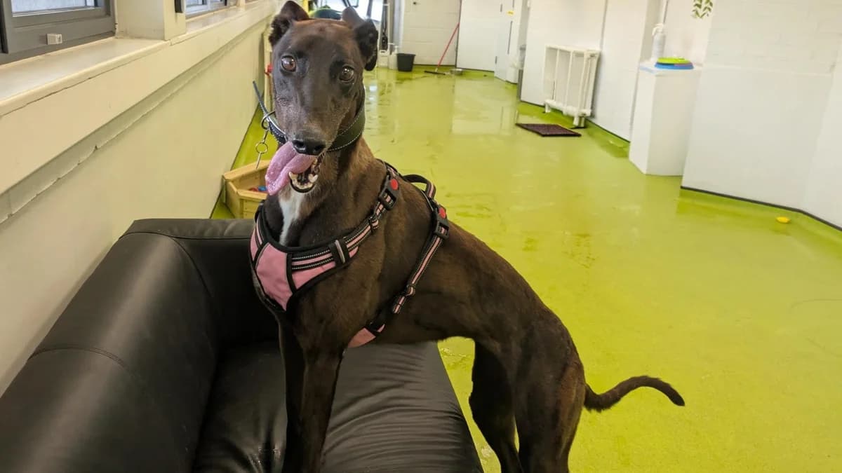 Ava, female 5yo Greyhound for adoption at Battersea Dogs & Cats Home, London