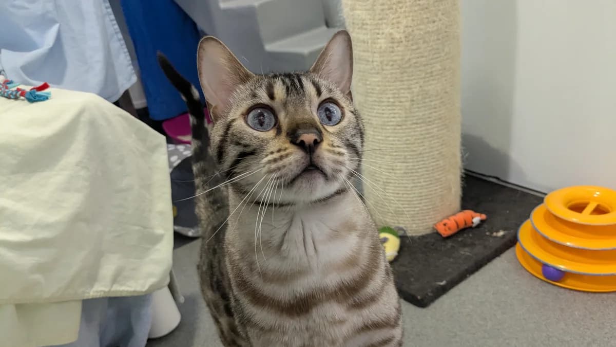 Baby Stormzy, male 3yo Bengal for adoption at Battersea Dogs & Cats Home, London