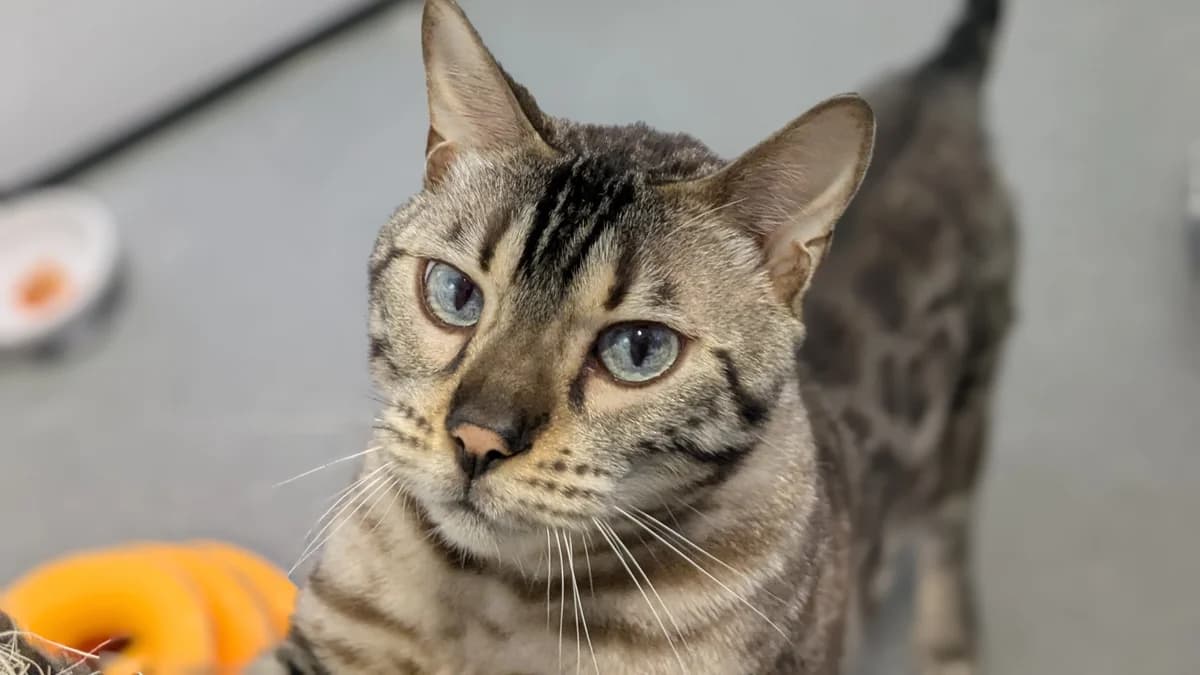 Baby Stormzy, male Bengal for adoption at Battersea Dogs & Cats Home, London — photo 2 of 9