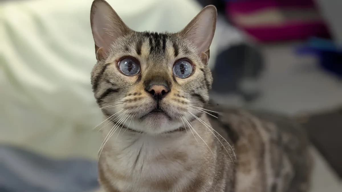 Baby Stormzy, male Bengal for adoption at Battersea Dogs & Cats Home, London — photo 3 of 9