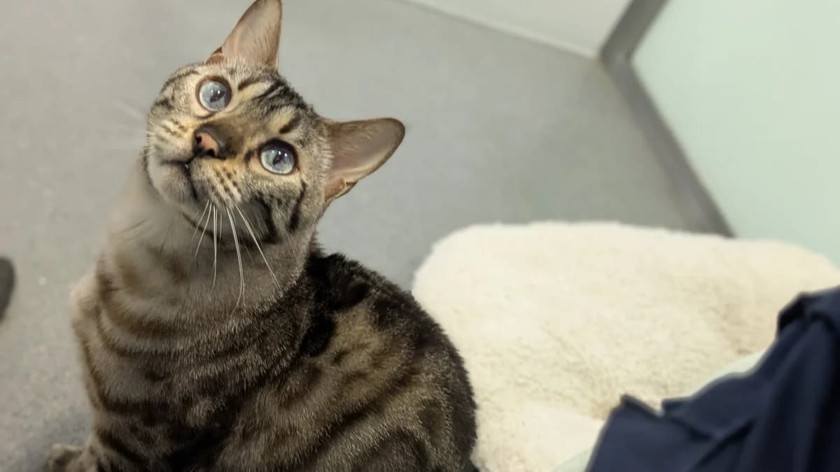 Baby Stormzy, male Bengal for adoption at Battersea Dogs & Cats Home, London — photo 4 of 9