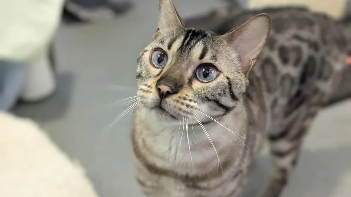 Baby Stormzy, male Bengal for adoption at Battersea Dogs & Cats Home, London — photo 5 of 9
