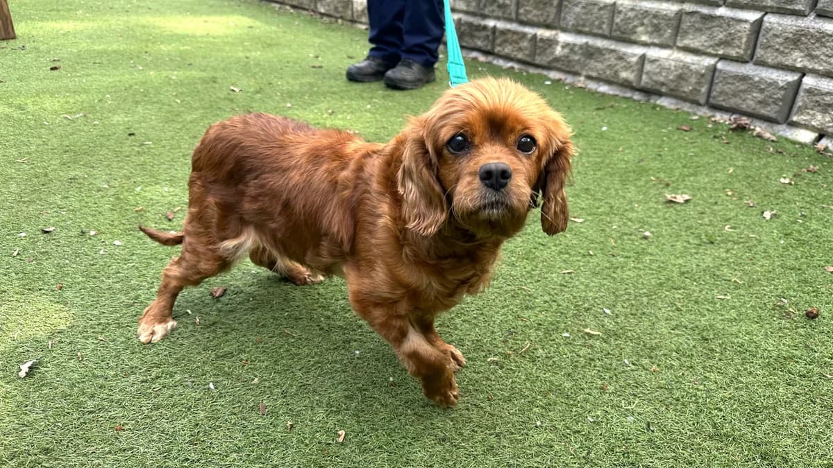 Bagel, female 6yo Cavalier King Charles Spaniel for adoption at Battersea Dogs & Cats Home, London