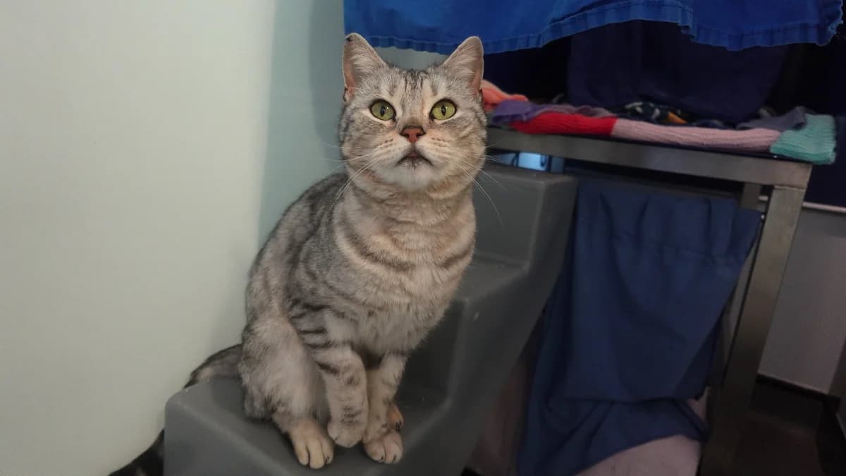 Bagheera, female 5yo Bengal for adoption at Battersea Dogs & Cats Home, London
