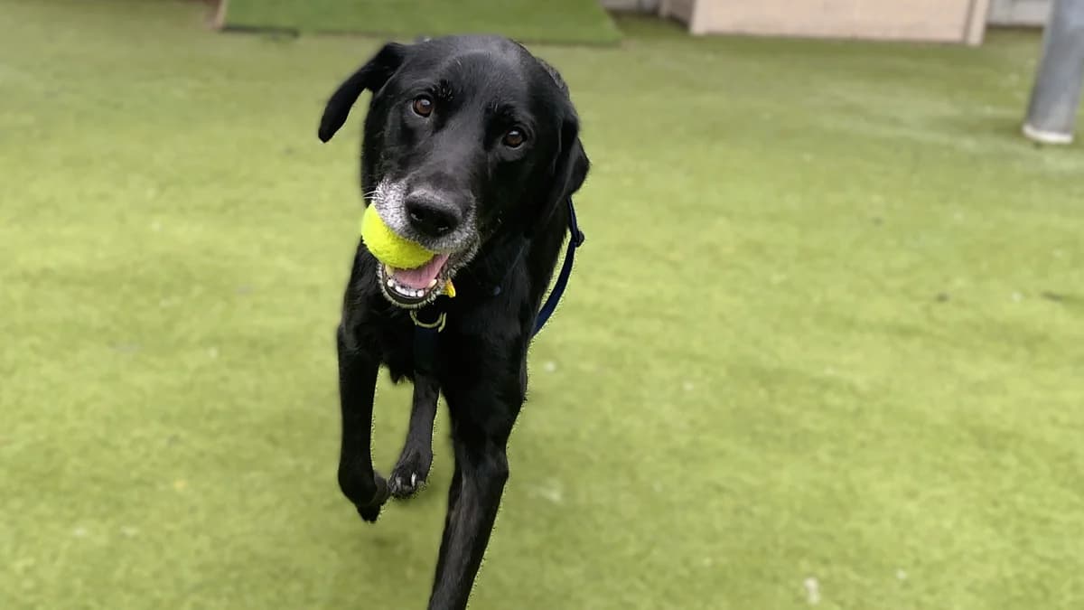 Bailey, male young Labrador Retriever for adoption at Battersea Dogs & Cats Home, London