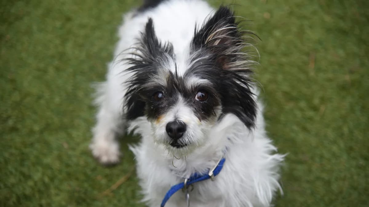 Barbara, female 7yo Jack Russell Terrier for adoption at Battersea Dogs & Cats Home, London