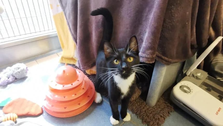 Barley,  (Battersea Dogs & Cats Home)