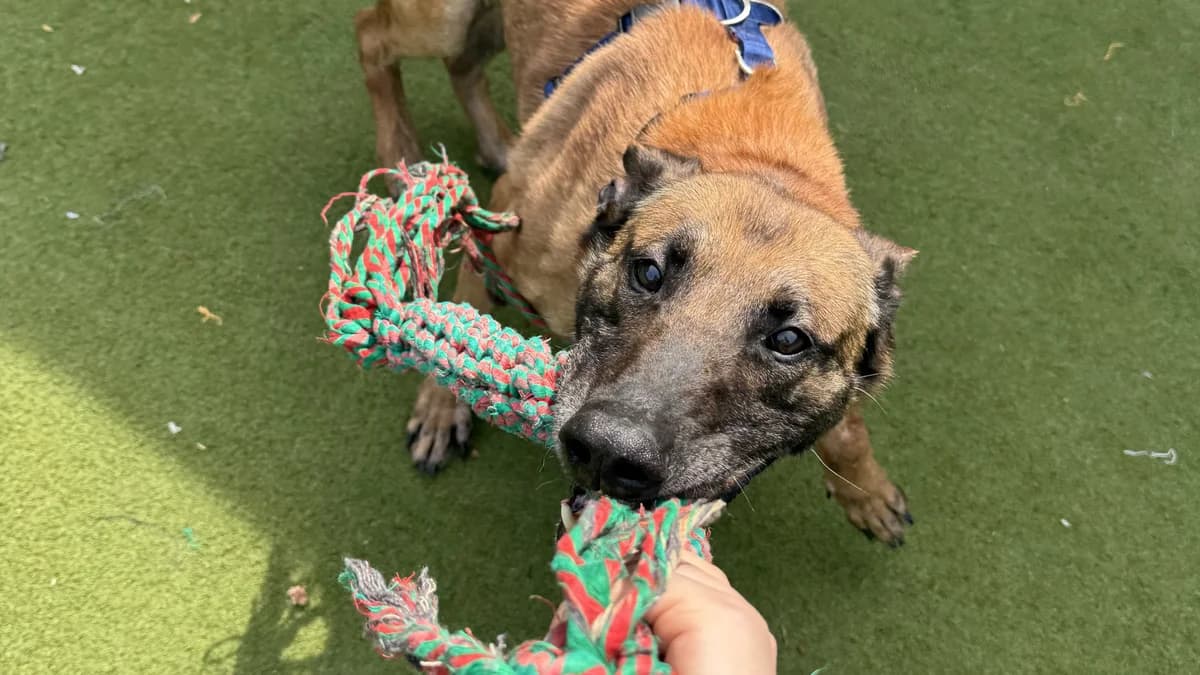 Barnacle, male 6yo Belgian Malinois for adoption at Battersea Dogs & Cats Home, London