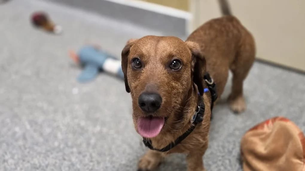 Bean, male 5yo Mixed Breed for adoption at Battersea Dogs & Cats Home, London
