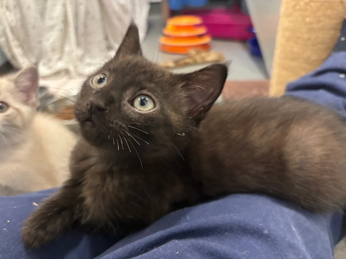 Beans, male mixed breed for adoption at Battersea Dogs & Cats Home, London