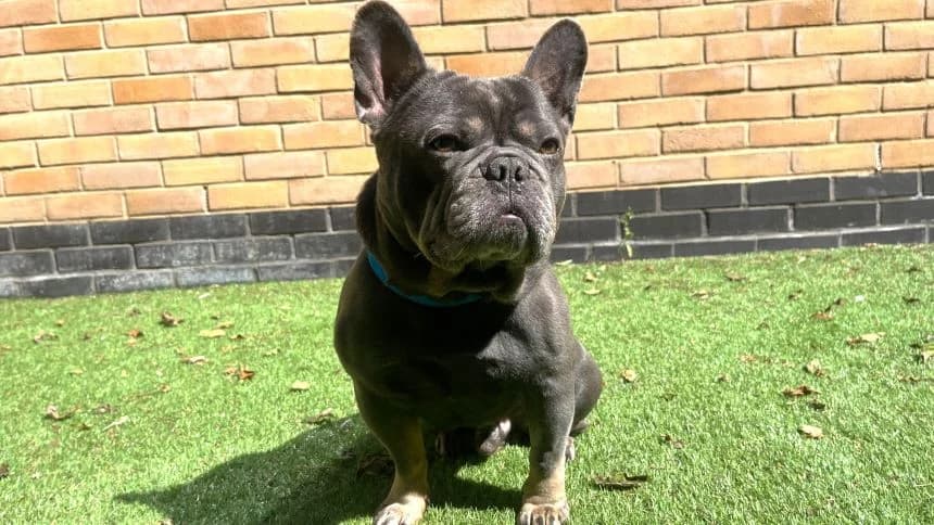 Bear, male 5yo English Bulldog for adoption at Battersea Dogs & Cats Home, London