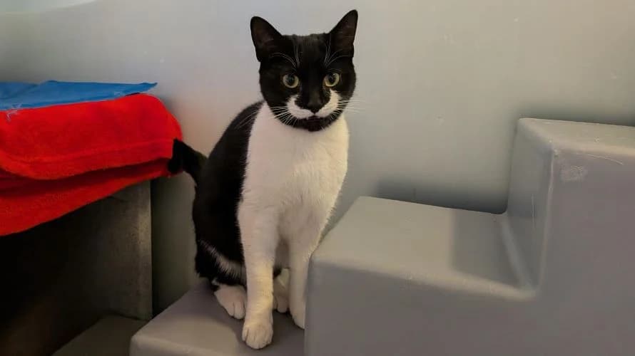 Beema, female young mixed breed for adoption at Battersea Dogs & Cats Home, London