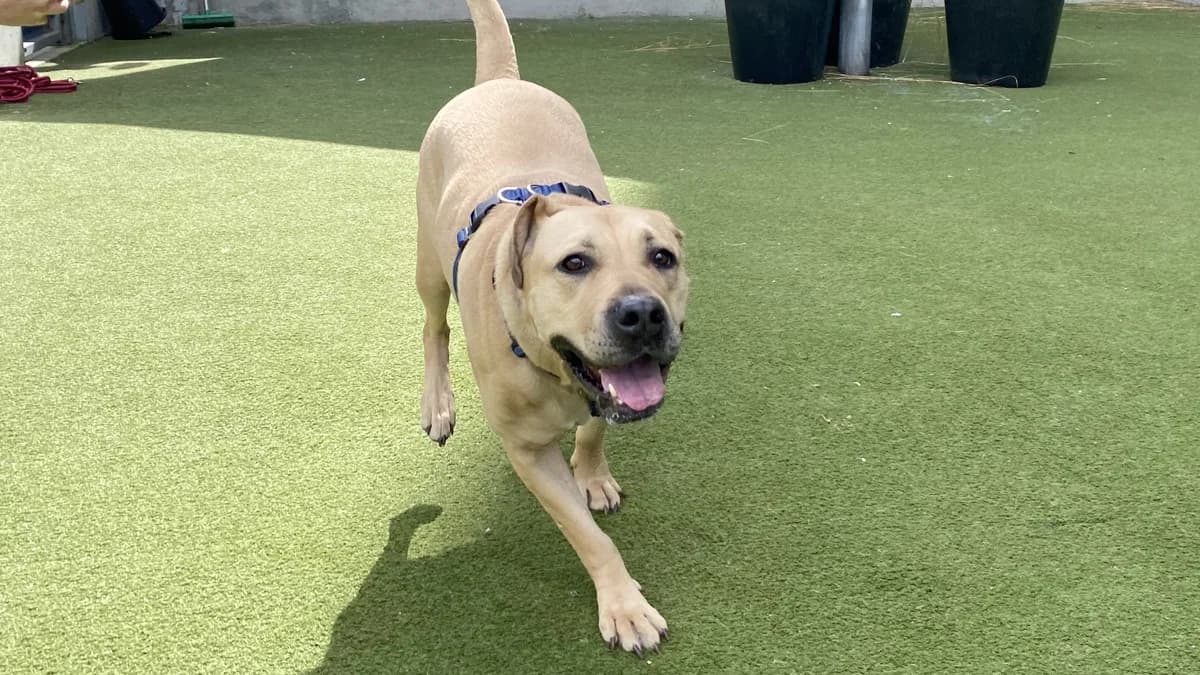 Bella, female 4yo Mastiff for adoption at Battersea Dogs & Cats Home, London