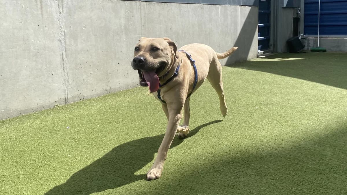 Bella, female Labrador Retriever for adoption at Battersea Dogs & Cats Home, London photo 2