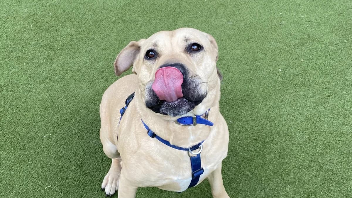 Bella, female Labrador Retriever for adoption at Battersea Dogs & Cats Home, London photo 3