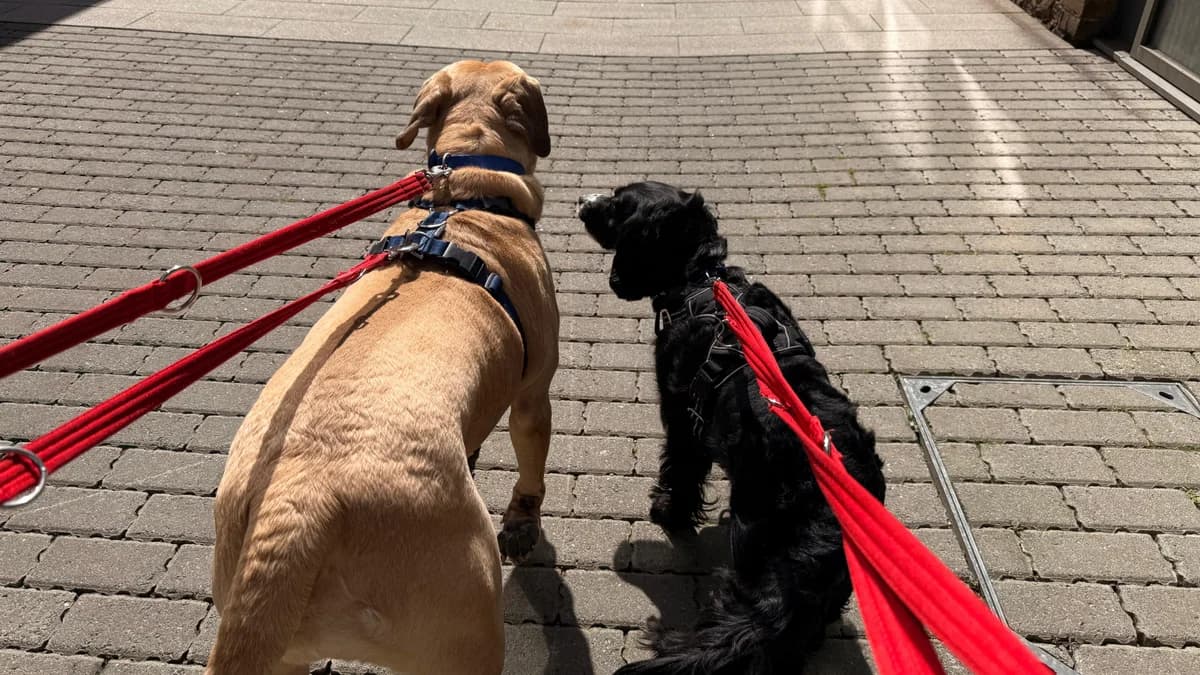 Bella, female Labrador Retriever for adoption at Battersea Dogs & Cats Home, London photo 4
