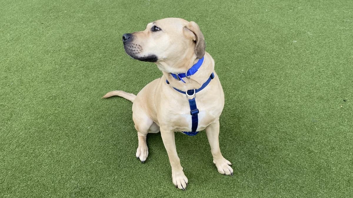 Bella, female Labrador Retriever for adoption at Battersea Dogs & Cats Home, London photo 5