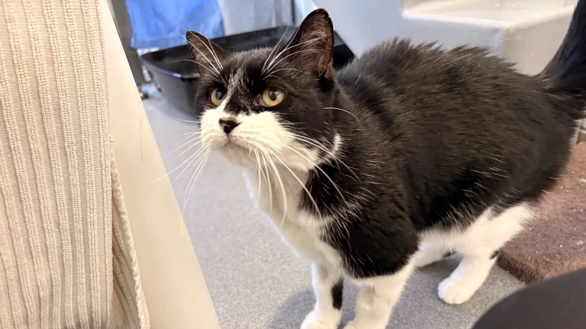 Belle, female senior mixed breed for adoption at Battersea Dogs & Cats Home, London