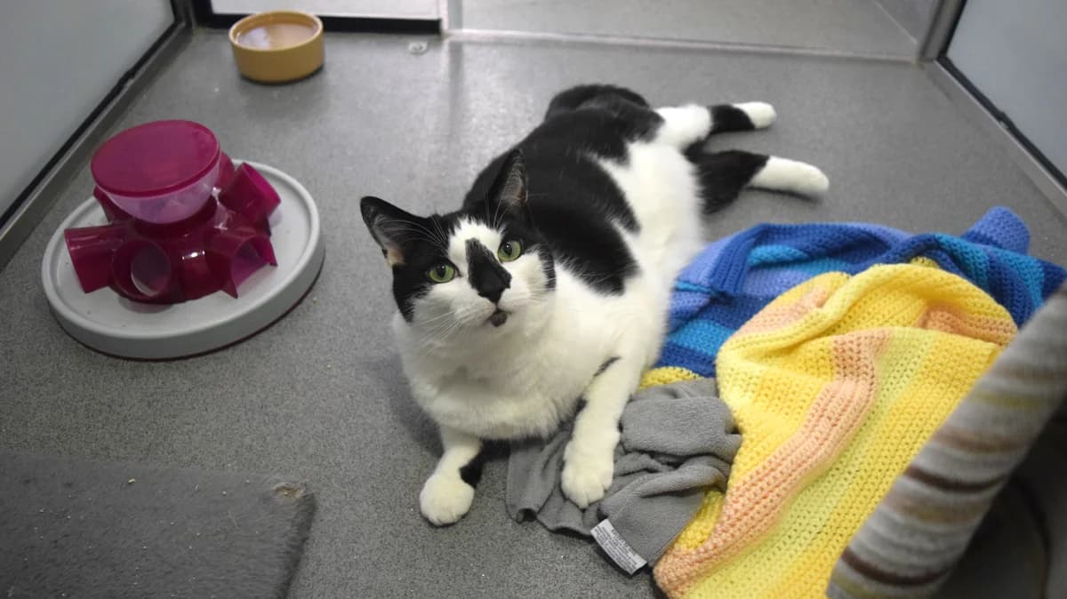 Bellingham, male 6yo mixed breed for adoption at Battersea Dogs & Cats Home, London
