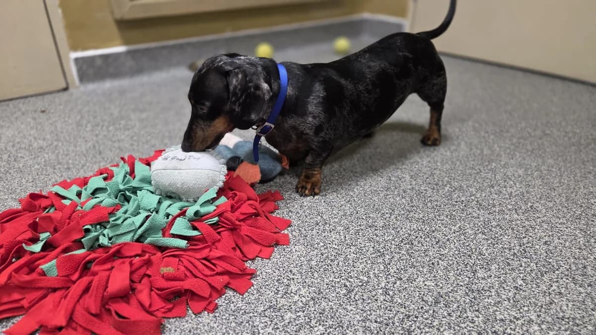 Benji, male 4yo Dachshund for adoption at Battersea Dogs & Cats Home, London