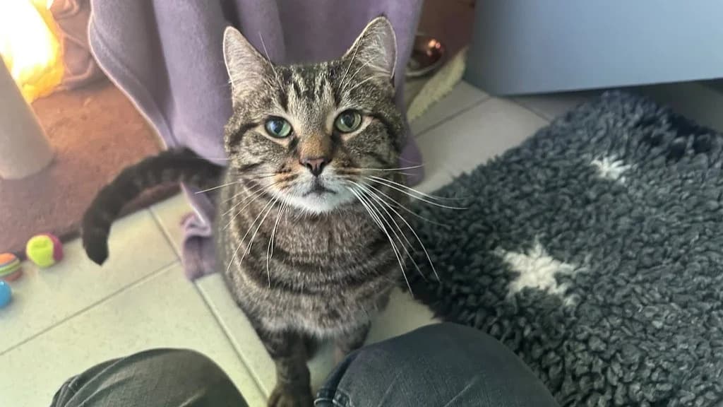 Benzo, male senior mixed breed for adoption at Battersea Dogs & Cats Home, London