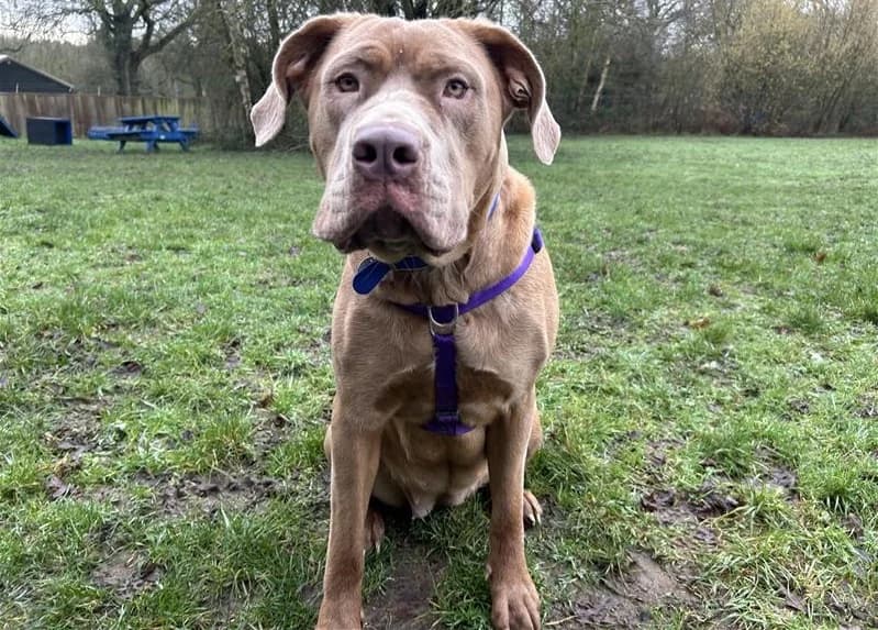 Betty, female young Mastiff for adoption at Battersea Dogs & Cats Home, London