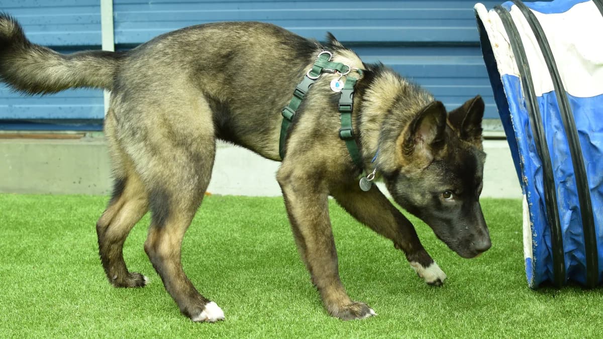 Big Mac, male Akita for adoption at Battersea Dogs & Cats Home, London
