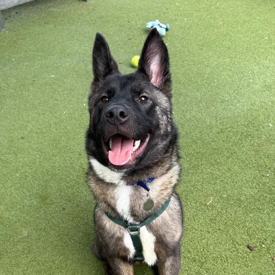 Big Mac, male puppy Akita for adoption at Battersea Dogs & Cats Home, London