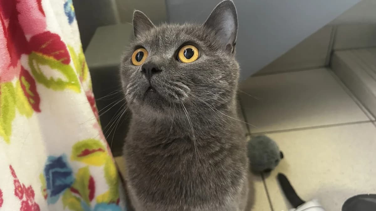 Billie, female mixed breed for adoption at Battersea Dogs & Cats Home, London