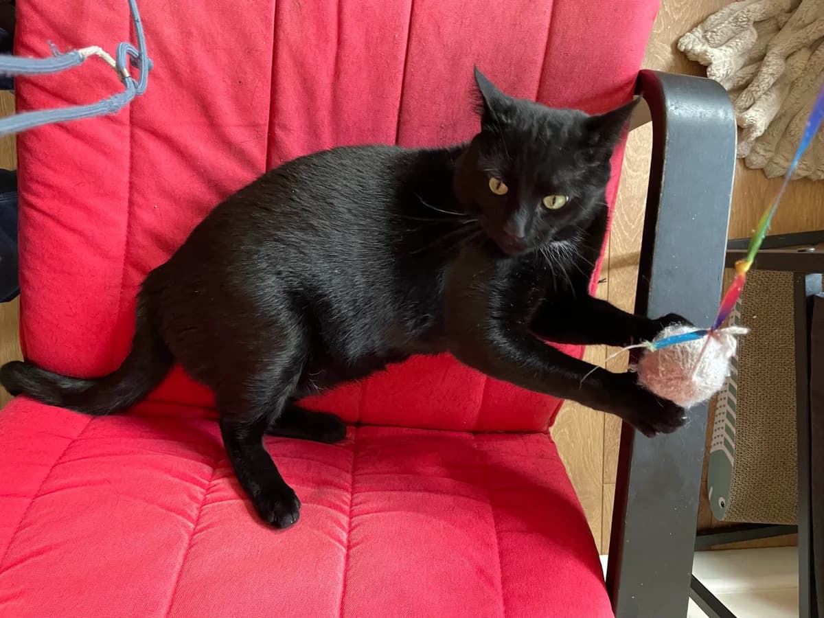 Billy, male 3yo Domestic Shorthair for adoption at Battersea Dogs & Cats Home, London