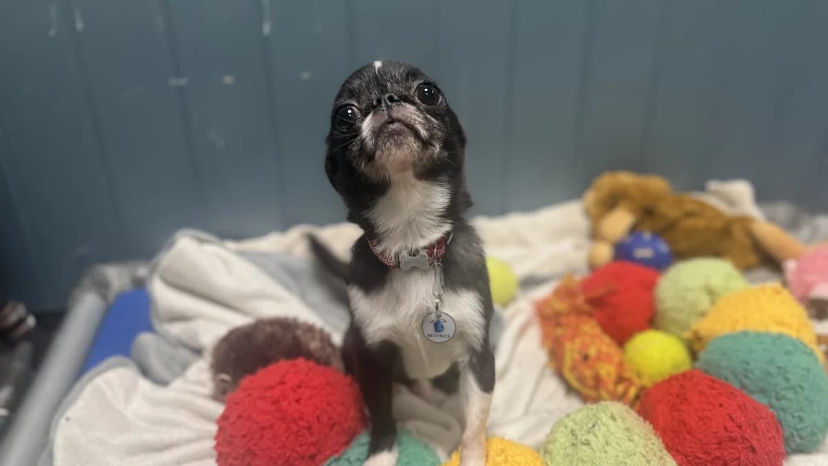 Bing & ( Leo ), male 3yo Chihuahua for adoption at Battersea Dogs & Cats Home, London