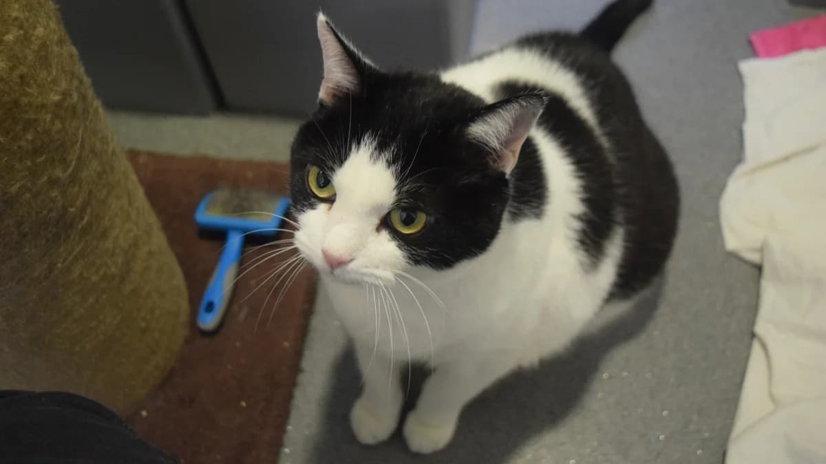 Blackjack, female senior mixed breed for adoption at Battersea Dogs & Cats Home, London