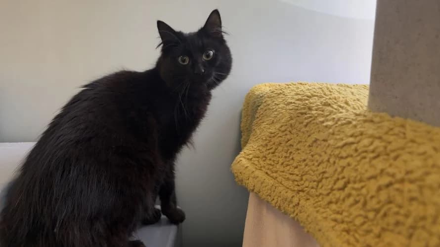 Blake, male young mixed breed for adoption at Battersea Dogs & Cats Home, London