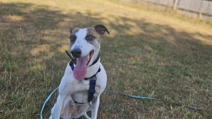Blossom, female 4yo Lurcher for adoption at Battersea Dogs & Cats Home, London