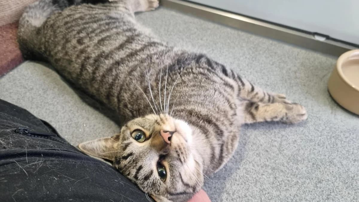 Blu Sky, male young mixed breed for adoption at Battersea Dogs & Cats Home, London